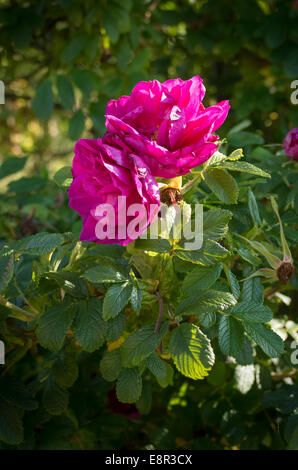 Two pink roses of Roserie de L'Haye flowering in UK Stock Photo