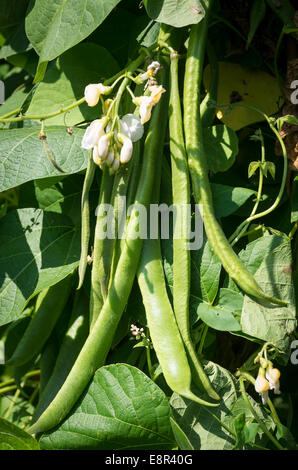 Phaseolus coccineus 'White Lady' Stock Photo - Alamy