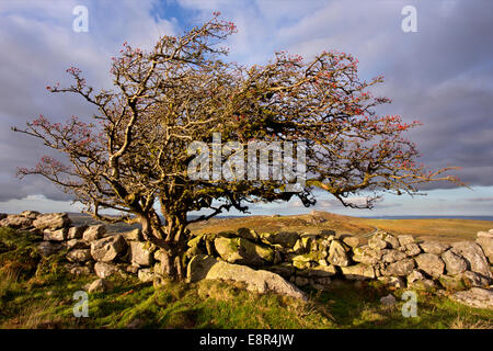 View towards Haytor in Dartmoor National Park, Devon, England Stock Photo