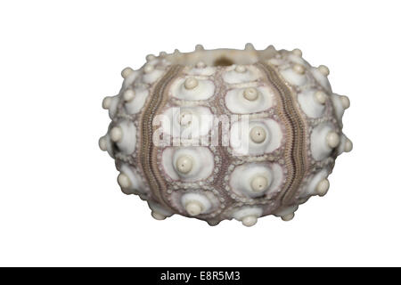 Sea Urchin Cut Out Prionocidaris baculosa Stock Photo