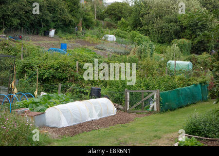 Tunnel Cloche on an Allotment Plot in Summer, UK Stock Photo