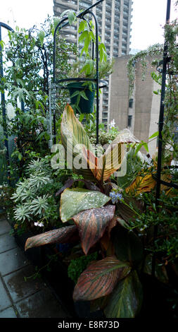 Vertical view of an October roof garden with beautiful canna lily plant and climbers growing in planters on the balcony of a Barbican Estate flat in the City of London  KATHY DEWITT