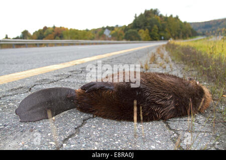 Beaver roadkill, dead along side of road Stock Photo