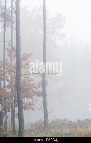 footpath in autumn forest on foggy morning Stock Photo