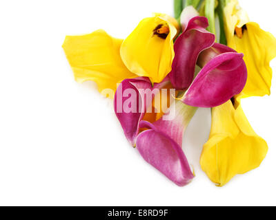 Bunch of yellow and pink cala lilies isolated on white Stock Photo