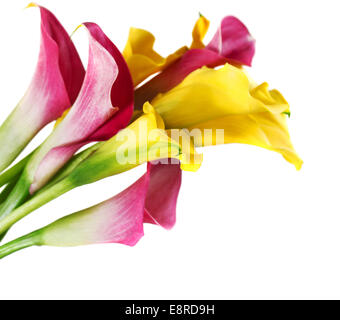 Bunch of yellow and pink cala lilies isolated on white Stock Photo