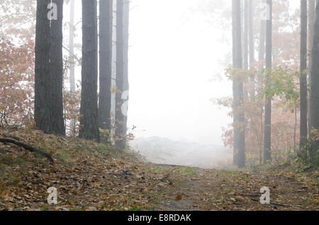 footpath in autumn forest on foggy morning Stock Photo