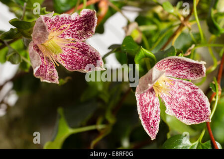 Flowers of the autumn and winter flowering Clematis cirrhosa var. purpurascens 'Freckles' Stock Photo