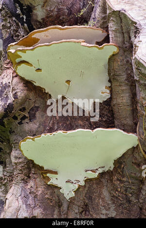Southern bracket fungus, Ganoderma adspersum, on an old beech stump Stock Photo