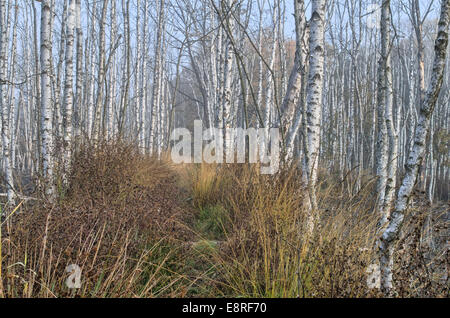 footpath in autumn forest on morning Stock Photo