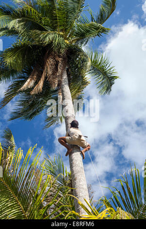 Man climbing a coconut palm tree to harvest coconuts at Palm Beach, Prek Svay, Koh Rong Island, Cambodia, Asia. Stock Photo