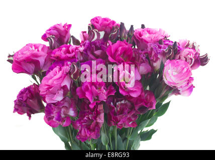 bunch of  mauve eustoma flowers Stock Photo