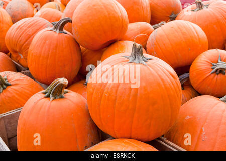 Farm harvested pumpkins - Pennsylvania USA Stock Photo