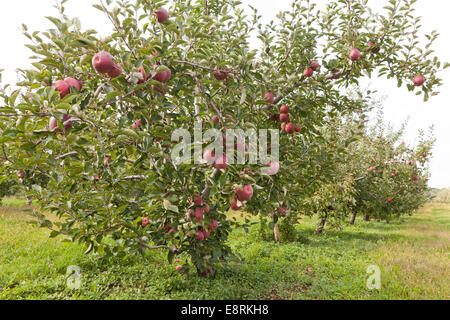 Apple orchard - Pennsylvania USA Stock Photo