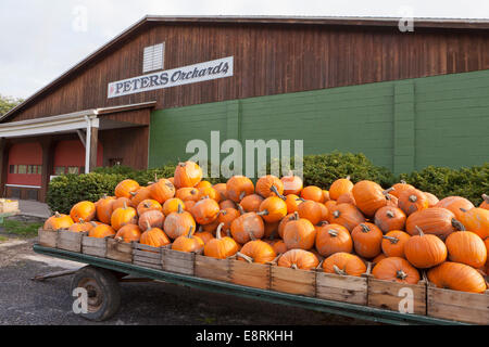 Farm harvested pumpkins - Pennsylvania USA Stock Photo