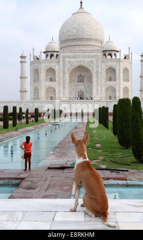Dog gazing at the iconic Taj Mahal at Agra early in the morning Stock Photo