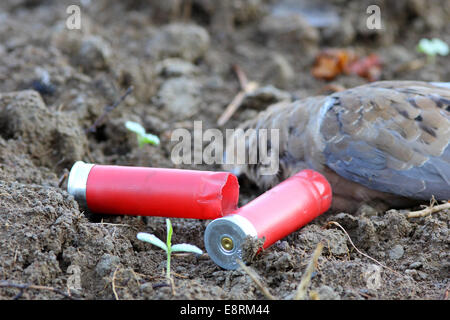 dove hunt and hunting field Stock Photo