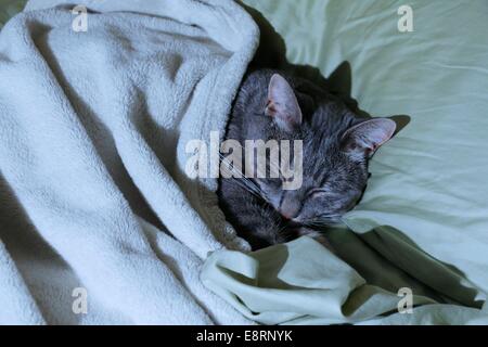 Sleeping gray tabby cat tucked under blanket. Stock Photo