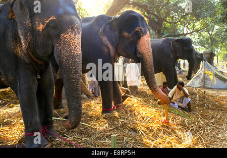 yearly animal fair in sonepur bihar india Stock Photo