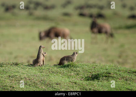Family of mongoose looking out over the plains from a grassy knoll Stock Photo