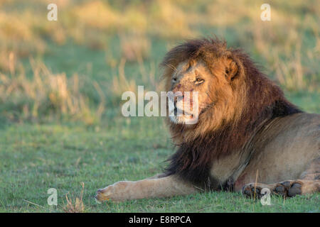 Black-maned lion laying down after eating his fill.  Has blood around his mouth. Stock Photo