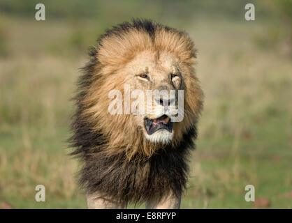 Head shot of black-maned adult lion Stock Photo