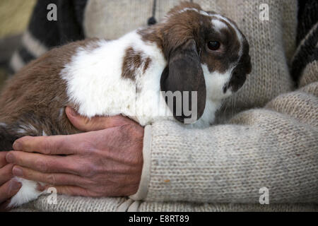 Man cuddling pet Holland Lop rabbit. Stock Photo