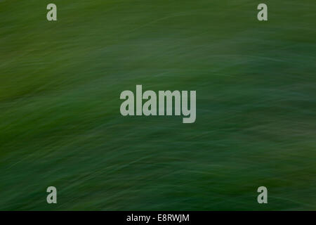 abstract nature summer green blurrred grass background Stock Photo