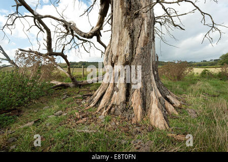 Bark falling off oak tree, Quercus robur, after heatwave and drought ...