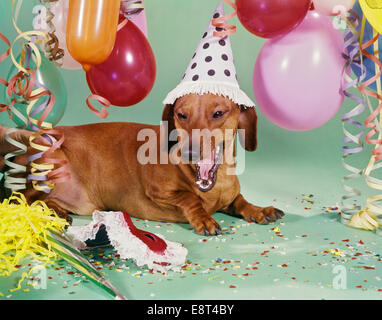 1960 DACHSHUND DOG WEARING POLKA DOT PARTY HAT YAWNING BARKING MOUTH OPEN BALLOONS STREAMERS CONFETTI Stock Photo