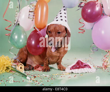 1960s DACHSHUND WEARING PARTY HAT TIRED DRUNK EXHAUSTED FACIAL EXPRESSION MASK  BALLOONS CONFETTI Stock Photo