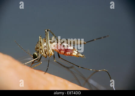 close-up FEMALE MOSQUITO HAVING BLOOD MEAL Culicidae Stock Photo