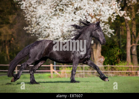 Frisian, black horse, mare galloping in paddock in spring Stock Photo