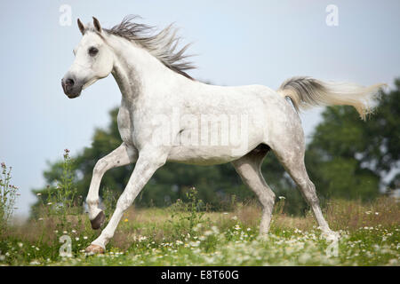 Thoroughbred Arab, dapple gray, gelding galloping on meadow with flowers Stock Photo