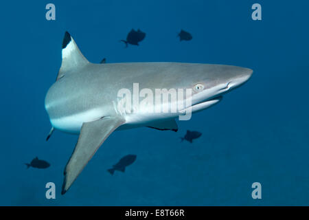 Blacktip Reef Shark (Carcharhinus melanopterus), with Niger Trigger Fish (Odonus niger), UNESCO World Heritage Site Stock Photo