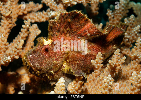 Leaf Scorpionfish (Taenianotus triacanthus) hiding camouflaged in Acropora Coral (Acropora sp.), UNESCO World Heritage Site Stock Photo