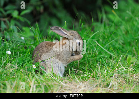 Preening young European rabbit (Oryctolagus cuniculus), North Rhine-Westphalia, Germany Stock Photo