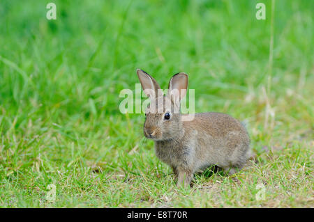 Attentive young European rabbit (Oryctolagus cuniculus), North Rhine-Westphalia, Germany Stock Photo