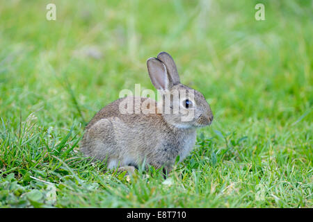 Sitting young European rabbit (Oryctolagus cuniculus), North Rhine-Westphalia, Germany Stock Photo