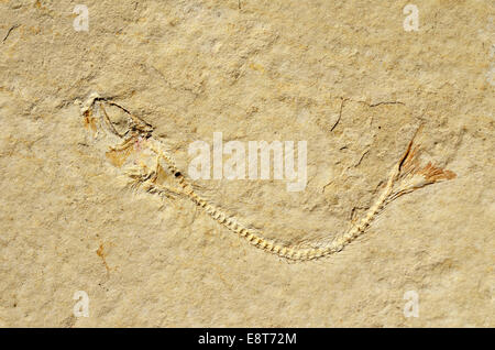 Fossil of a herring-related fish (Anaesthanion angustus), Upper Jurassic, around 150 million years Solnhofen Plattenkalk Stock Photo