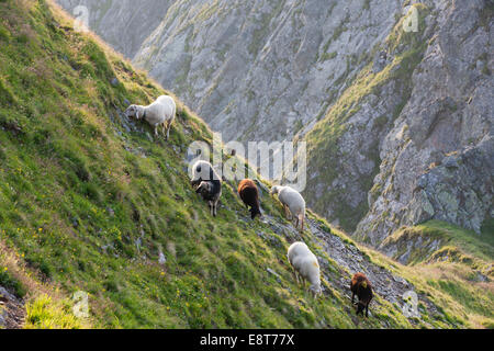 Sheep grazing on a steep slope of Kellerjoch, North Tyrol, Austria Stock  Photo - Alamy