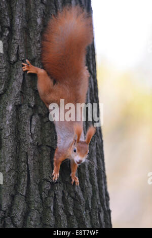 Eurasian Red Squirrel (Sciurus vulgaris) hanging upside down from a tree Stock Photo