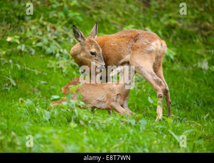 Roe Deer (Capreolus capreolus), doe suckling a fawn, captive, Thuringia, Germany Stock Photo