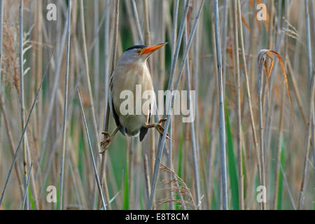Little Bittern (Ixobrychus minutus), male in the reeds, Lake Kühnau, Dessau-Rosslau, Saxony-Anhalt, Germany Stock Photo