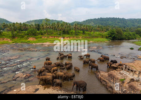 Herd of Asian elephants (Elephas maximus) from the Pinnawala Elephant Orphanage bathing in the Maha Oya river, Pinnawela Stock Photo