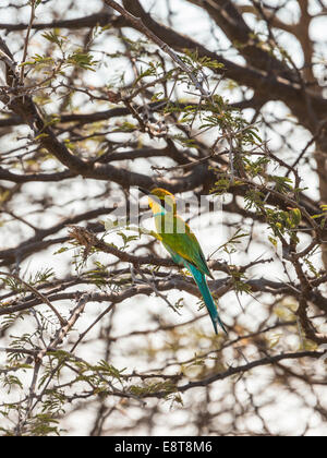 Blue-cheeked Bee-eater (Merops persicus) perched on a dry acacia tree, Etosha National Park, Namibia Stock Photo