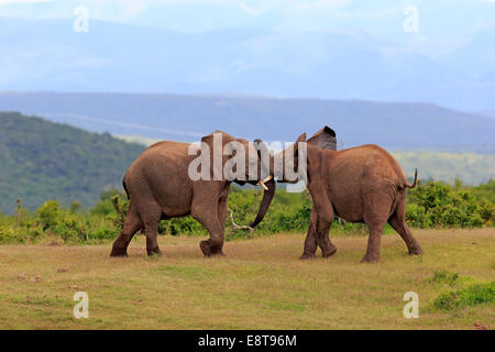 African Elephants (Loxodonta africana), adult males fighting, social behavior, Addo Elephant National Park, Eastern Cape Stock Photo