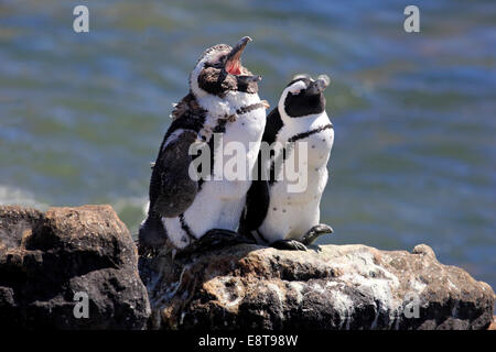 African Penguins or Jackass Penguins (Spheniscus demersus), pair on rocks, yawning, Betty's Bay, Western Cape, South Africa Stock Photo