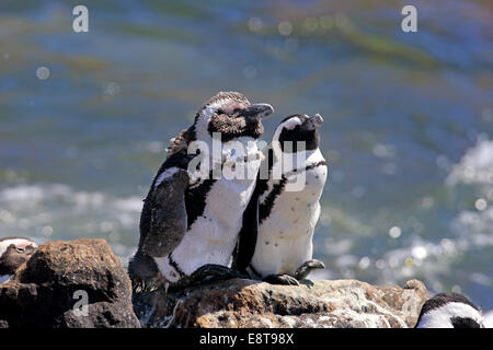 African Penguins or Jackass Penguins (Spheniscus demersus), pair on rocks, Betty's Bay, Western Cape, South Africa