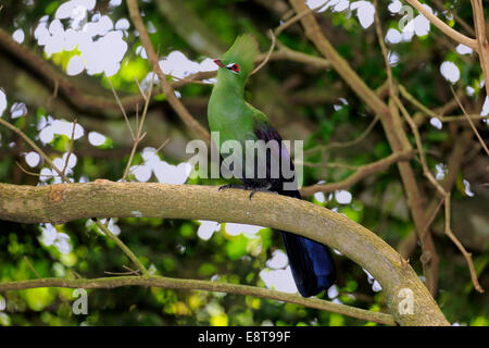 Knysna Turaco or Knysna Lourie (Tauraco corythaix), adult bird perched on tree, Knysna, Eastern Cape, South Africa Stock Photo